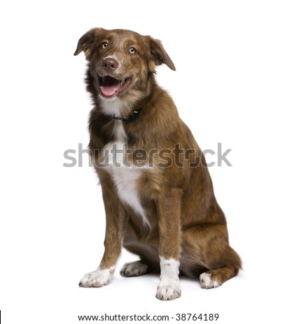 golden retriever mixed breeds. stock photo : Mixed-reed dog