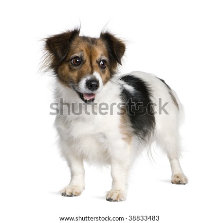 stock photo : Mixed-breed dog with a Jack Russell Terri
