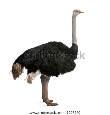 ostrich front