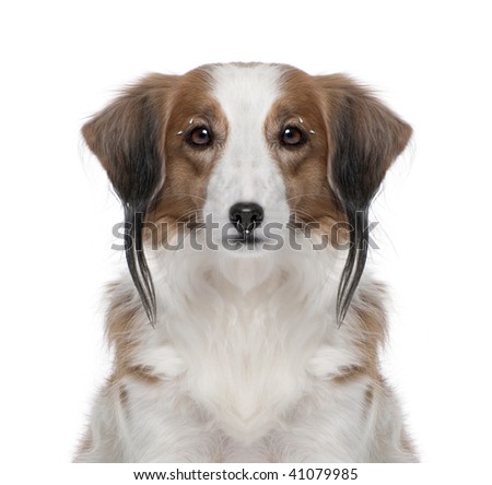 stock photo : Kooiker Hound with face piercings, 7 years old, in front of