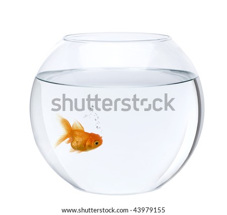 goldfish bowl. Goldfish in fish owl,