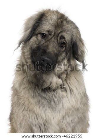 illyrian dog