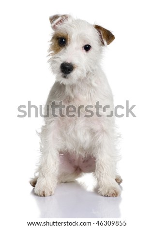 Parsons Russell Terrier. stock photo : Parson Russell