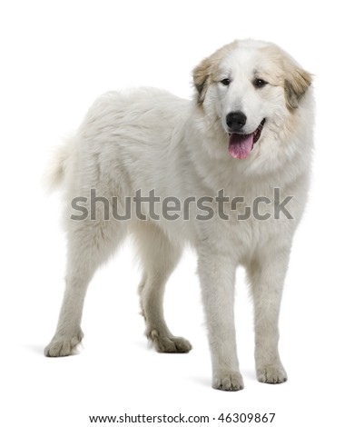 pyrenees mountain dog. Pyrenean Mountain Dog or