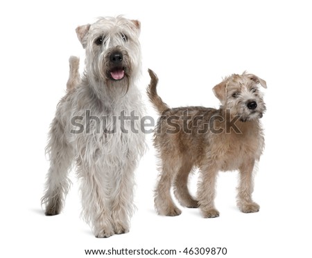 Two Soft-Coated Wheaten Terriers, 1 year old and 11 years old, standing in front of white background
