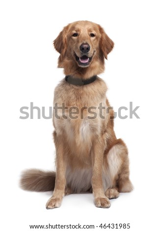 Dog Front