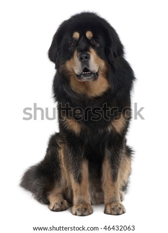 Tibetan Mastiff Dogs. stock photo : Tibetan mastiff