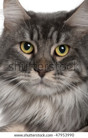 maine coon cat. of a Maine Coon (2 years