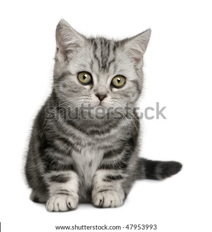 White+british+shorthair+cats