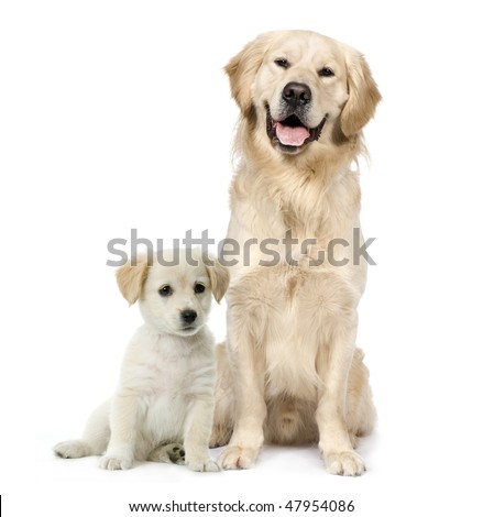 golden retriever lab mix puppies. images golden retriever lab