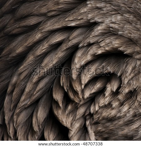 Close-up of Toulouse goose feathers