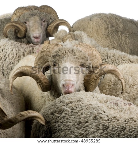 Herd Of Rams