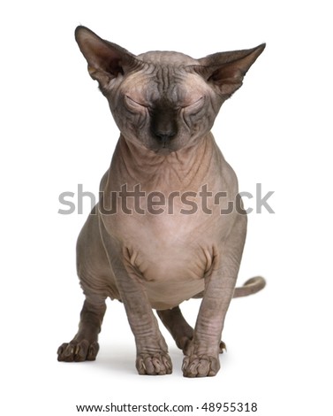 sphynx cat pictures. stock photo : Sphynx cat with