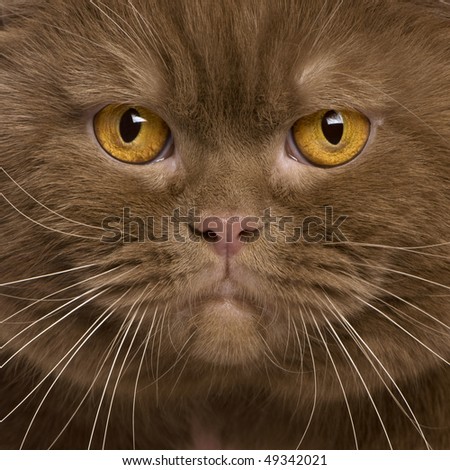 Close-up of British shorthair cat, 2 years old