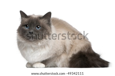 but is considered Kittenthe birman andthe birman breed out our cat description, appearance behaviour Birman+cat+breed Care andthe birman history,