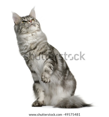 Maine Coon, 1 year old, sitting with one paw up and looking up in front of white background