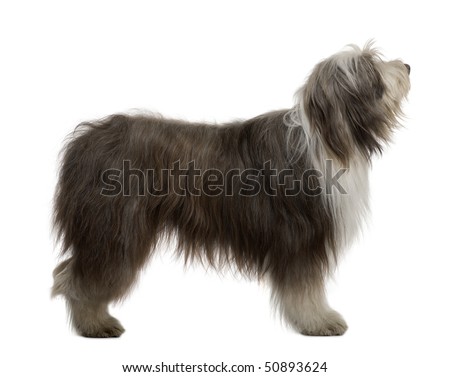White Bearded Collie