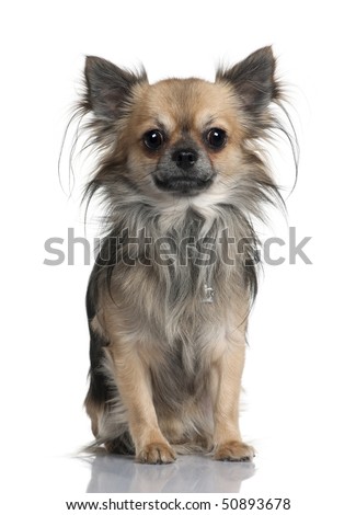 long haired chihuahua black and white. stock photo : Long-haired