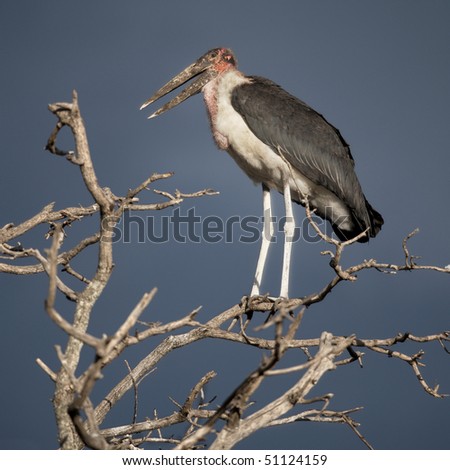 Marabou Stork, Serengeti National Park, Serengeti, Tanzania, Africa