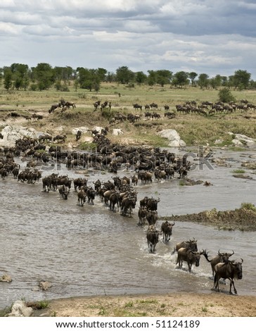 Wildebeest, crossing river Mara, Serengeti National Park, Serengeti, Tanzania, Africa