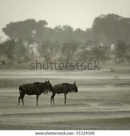 Wildebeest in the rain, Serengeti National Park, Serengeti, Tanzania, Africa