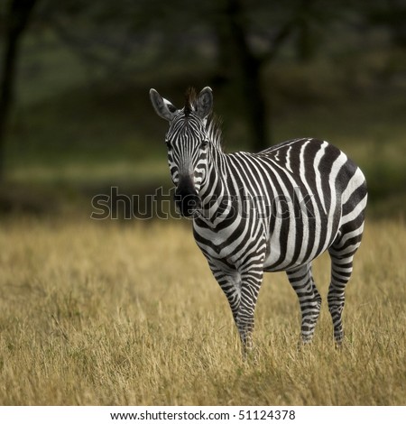 Zebra, Serengeti National Park, Serengeti, Tanzania, Africa
