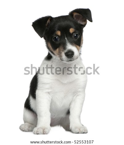 Long Hair Jack Russell Terrier Puppies. Jack Russell Terrier puppy