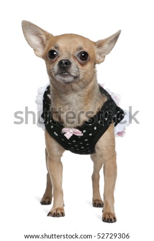 Dressed up chihuahua