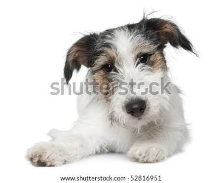 Jack Russell Terrier, 5 months old, lying in front of white background