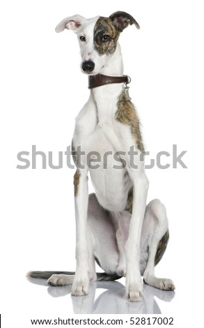 stock photo : Galgo espanol dog, 1 year old, sitting in
