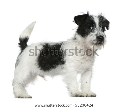 white russell terrier
