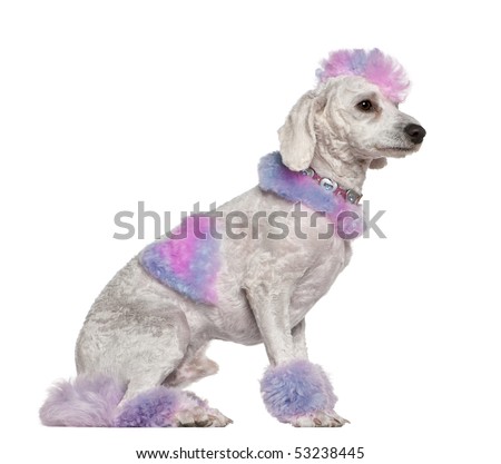 Groomed poodle with pink and purple fur and mohawk, 1 year old, sitting in front of white background