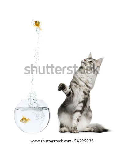 goldfish bowl and cat. stock photo : Cat watching goldfish leaping out of goldfish bowl against