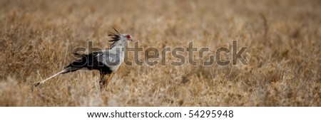 Side view of Secretary bird, Serengeti National Park, Serengeti, Tanzania, Africa