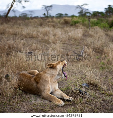 Lioness lying down and yawning, Serengeti National Park, Serengeti, Tanzania