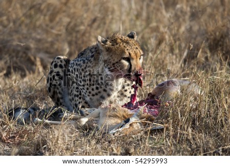 cheetah eating lion