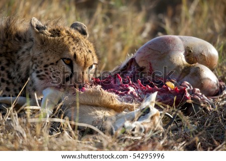 cheetah eating lion