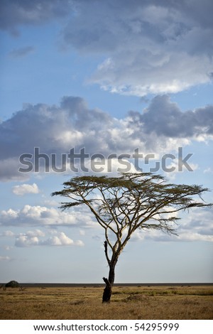 Tree and landscape of Serengeti National Park, Serengeti, Tanzania, Africa