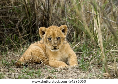 Front view of lion cub, Serengeti National Park, Serengeti, Tanzania