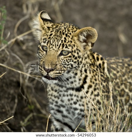 Close-up of a leopard, Serengeti National Park, Serengeti, Tanzania, Africa