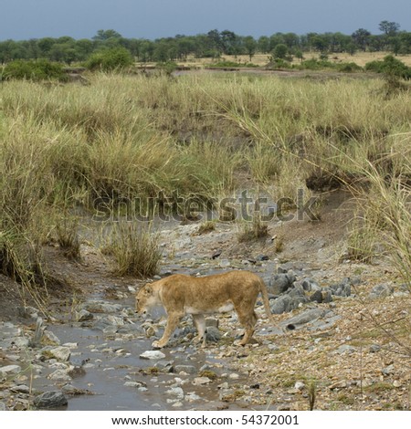 Lioness in stream, Serengeti National Park, Serengeti, Tanzania
