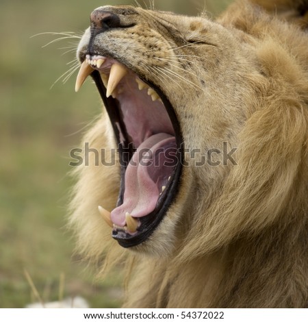 Close-up of Lion yawning, Serengeti National Park, Serengeti, Tanzania, Africa