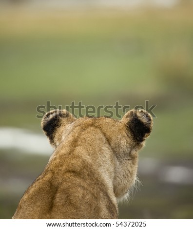 Close-up rear view of Serengeti National Park, Serengeti, Tanzania, Africa