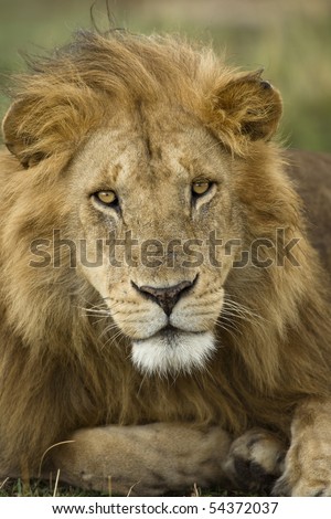 Close-up portrait of Lion, Serengeti National Park, Serengeti, Tanzania, Africa