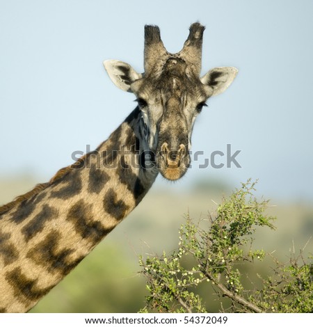 Close-up portrait of giraffe, Serengeti National Park, Serengeti, Tanzania