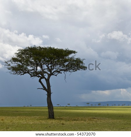 Africa landscape, Serengeti National Park, Serengeti, Tanzania