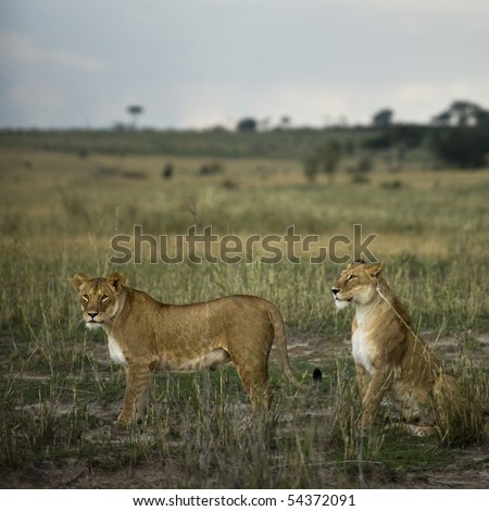 Two lioness\' in savannah, Serengeti National Park, Serengeti, Tanzania