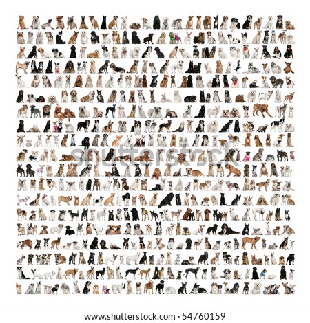 Large group of dog breeds in front of a white background