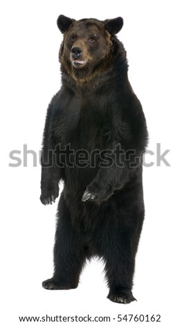 Grizzly Bear Standing. Brown+ear+standing