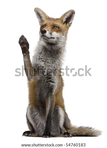 red fox sitting. stock photo : Red Fox,